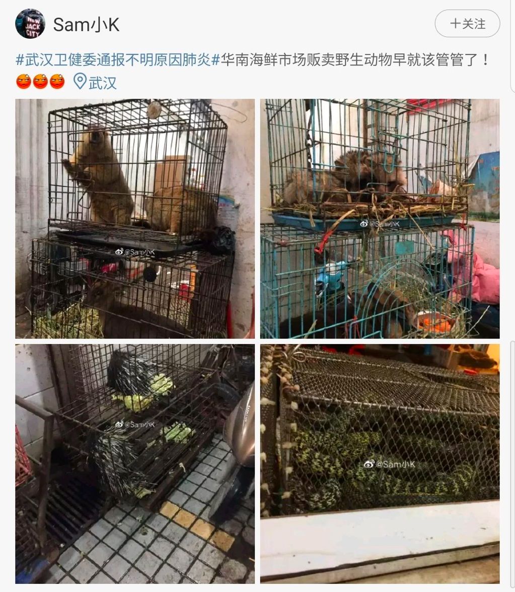 而贩卖野生动物供人食用的华南海鲜市场,更被怀疑是此次肺炎疫情的