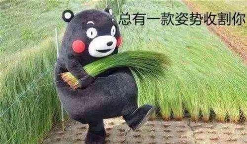 九月九日忆追高兄弟,兼评诺安成长基金