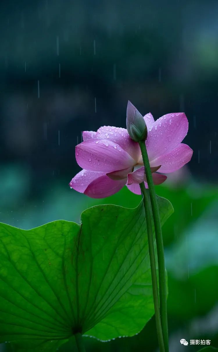 那风那雨那芙蕖