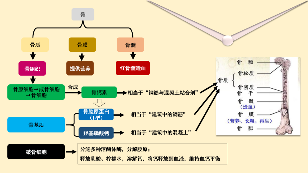 血钙与骨钙的关系