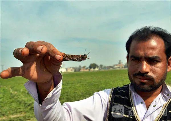 十万鸭子出征灭蝗虫中国蝗灾防治工作组专家不现实