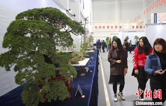 观众被展出的盆景吸引。 许丛军 摄