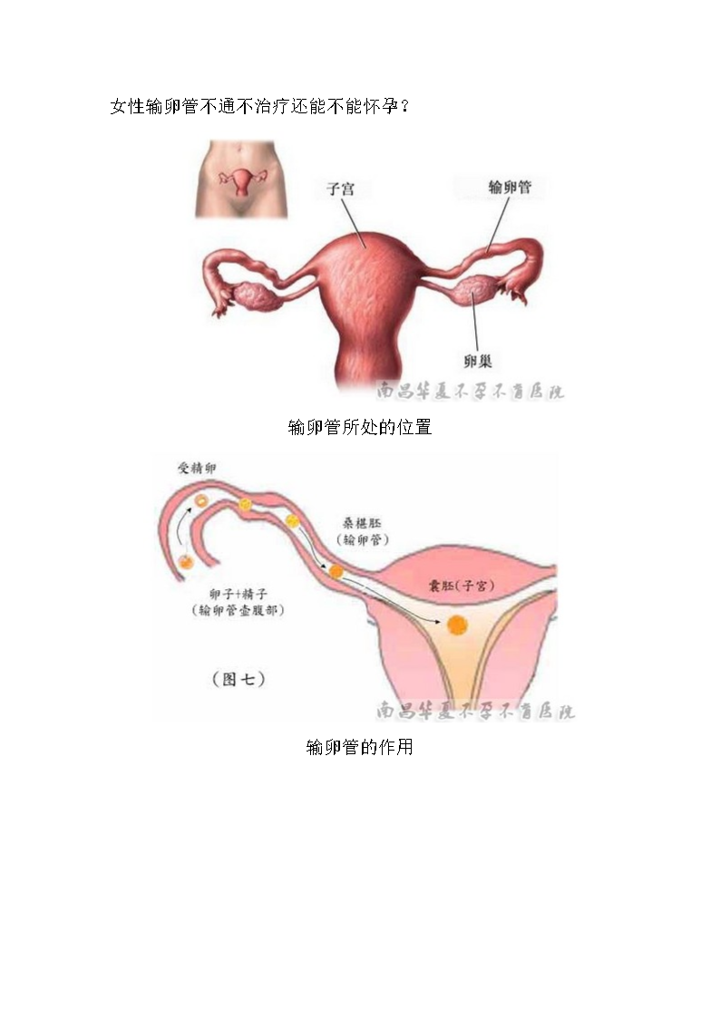 女性输卵管在哪个位置图片