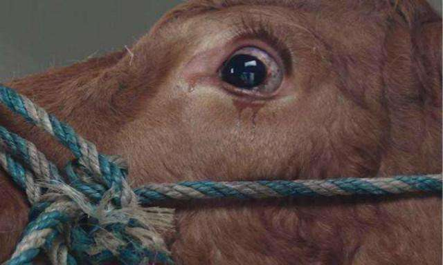 更何况在以前没有机械化的时候, 牛承担了全中国农业的生产,对人最有