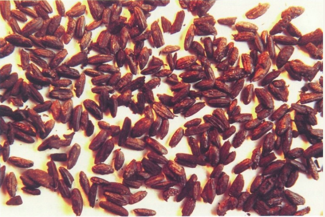 湖南澧县八十垱遗址出土的古稻谷和古稻米，距今约8300-9000年
