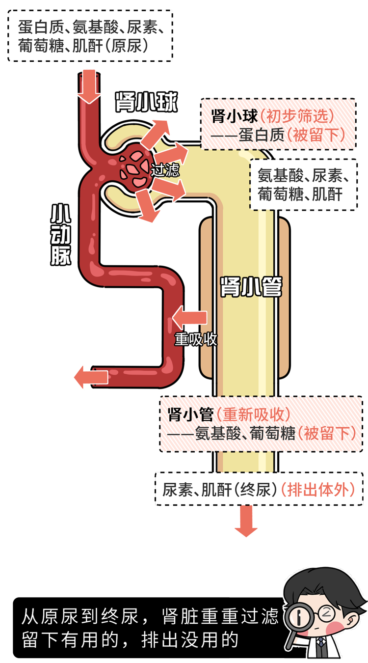 正常的腎臟能夠過濾掉血液中的廢物 然後將其排洩到尿液中