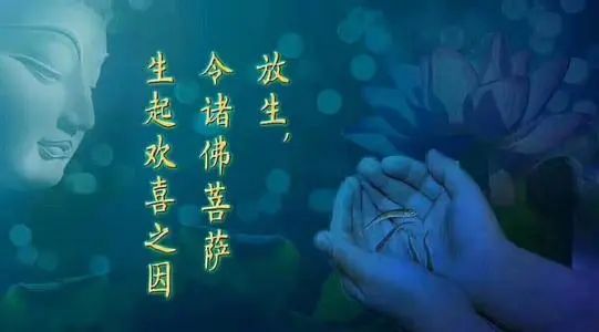 请把不花钱放生的方法法布施到圈子里,你会得到无边无量的福报__凤凰