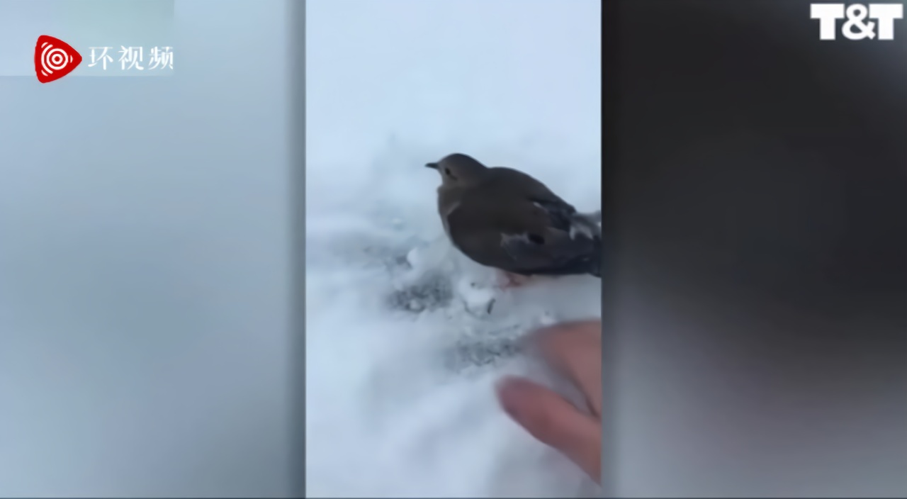 善良又细心！加拿大一男子发现鸟儿脚被冻在地上 小心翼翼救援