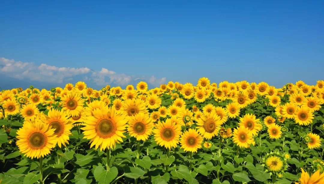 撰文:nagashi时分已是八月,不曾想2020年已然过去一半有余了,而新冠