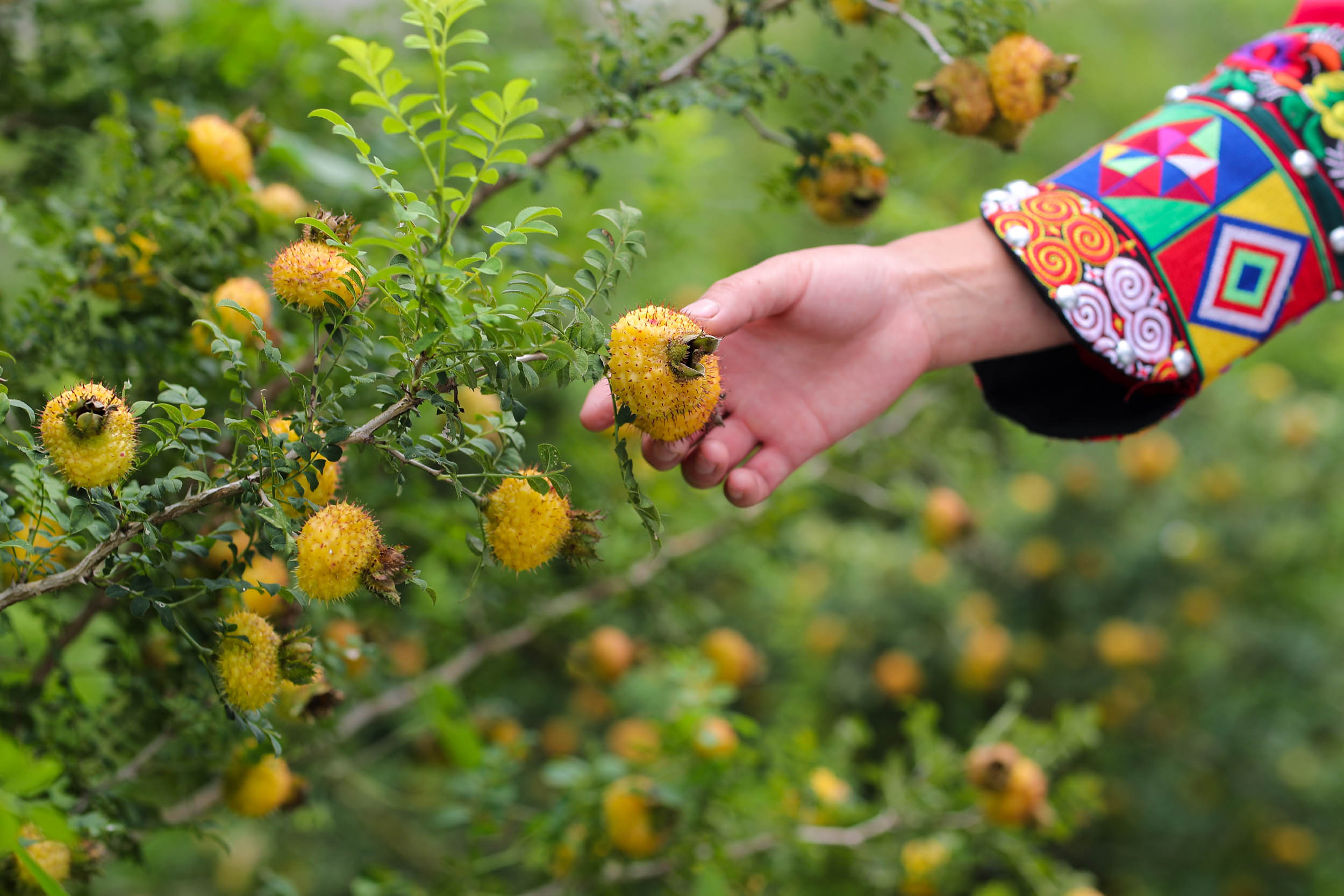 大家都知道贵州出了个茅台酒,其实除了茅台酒之外,刺梨也是贵州的一