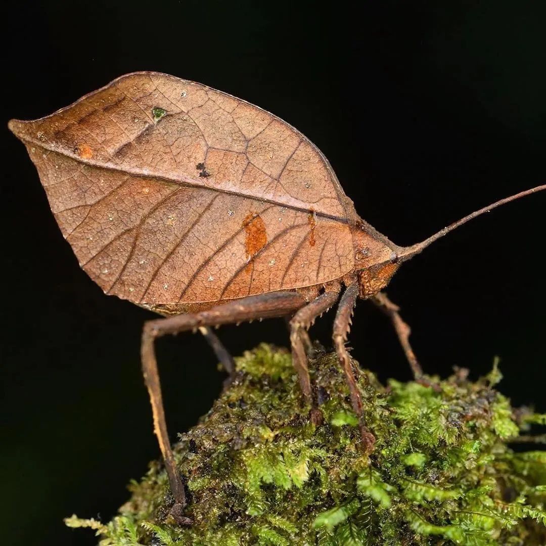 46张精彩昆虫微距摄影不可错过