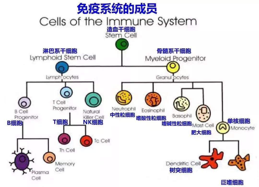 Nk细胞 抗癌第一线