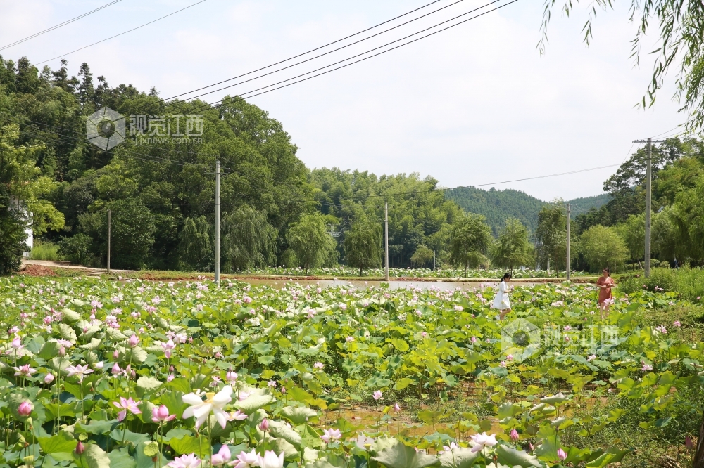 江西峡江:荷花扮靓美丽乡村