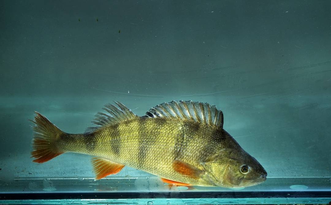 彭州龙门山镇小鱼洞冷水鱼摘得"特色美食品牌"殊荣