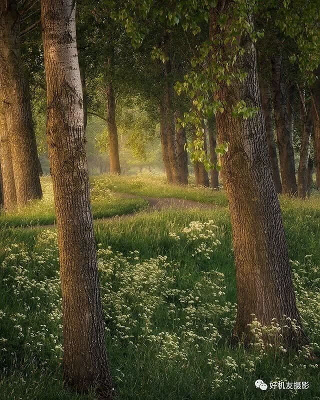 拍树这63张照片可以是参考的标杆