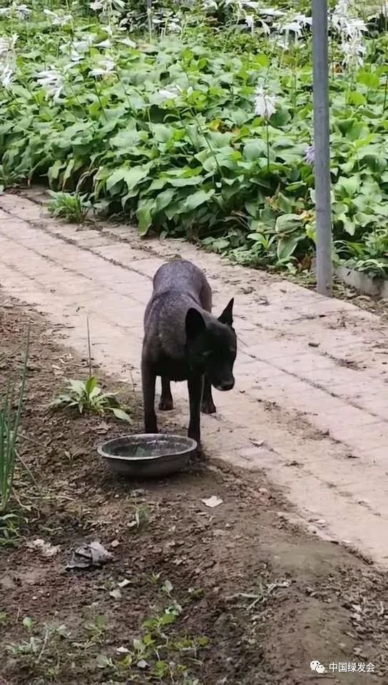 流浪动物保护系列短文 一 现状篇 生vs死 凤凰网