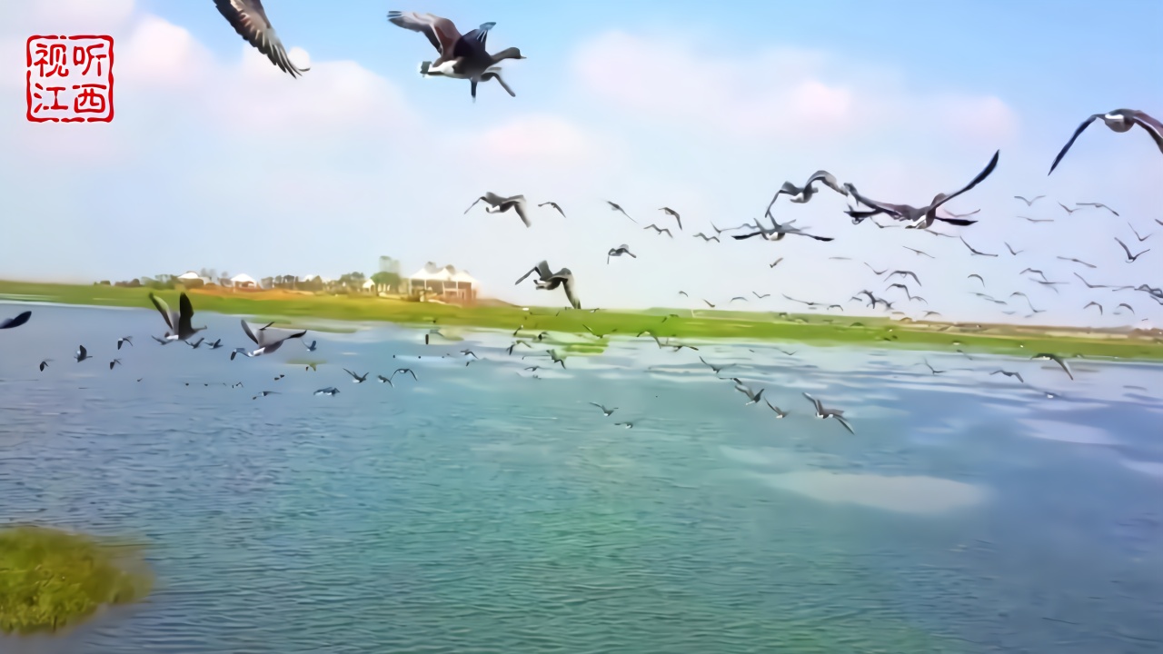 鄱阳湖吴城镇观鸟图片