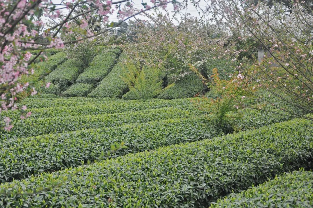 蒲江萬物吐綠茶香四溢春茶採摘正當時