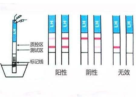 学到了（喝咖啡会出现验孕棒假样吗）喝咖啡会出现验孕棒假样吗图片 第2张