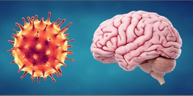 美国最新研究：新冠病毒不仅影响肺部 也会导致大脑发炎