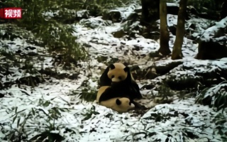 大熊猫国家公园发布野生大熊猫母子嬉戏画面