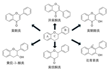 黄酮的6大功效 凤凰网