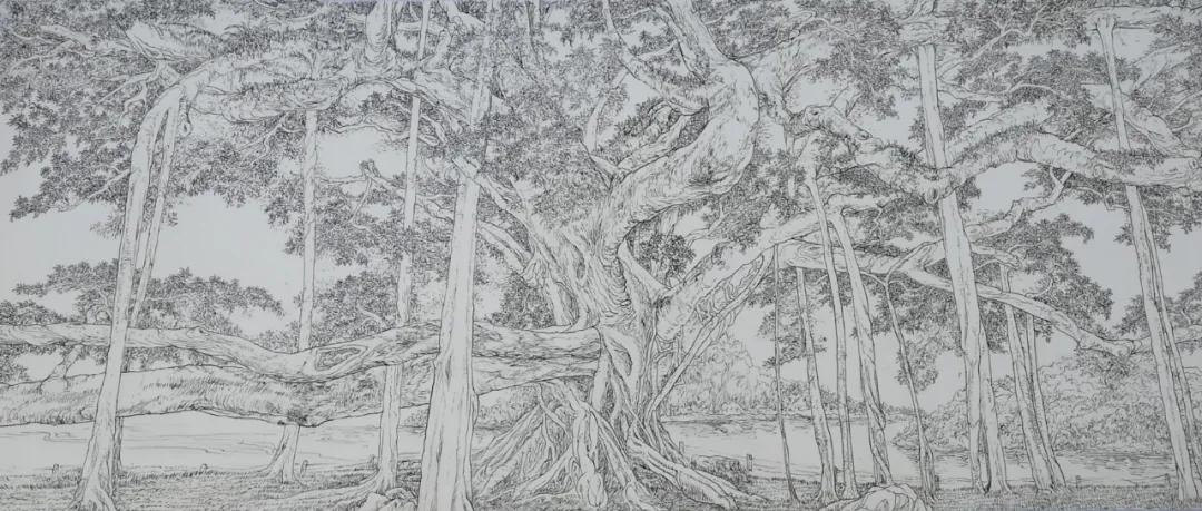 桂林大榕树 45×110cm 1998年 钢笔画