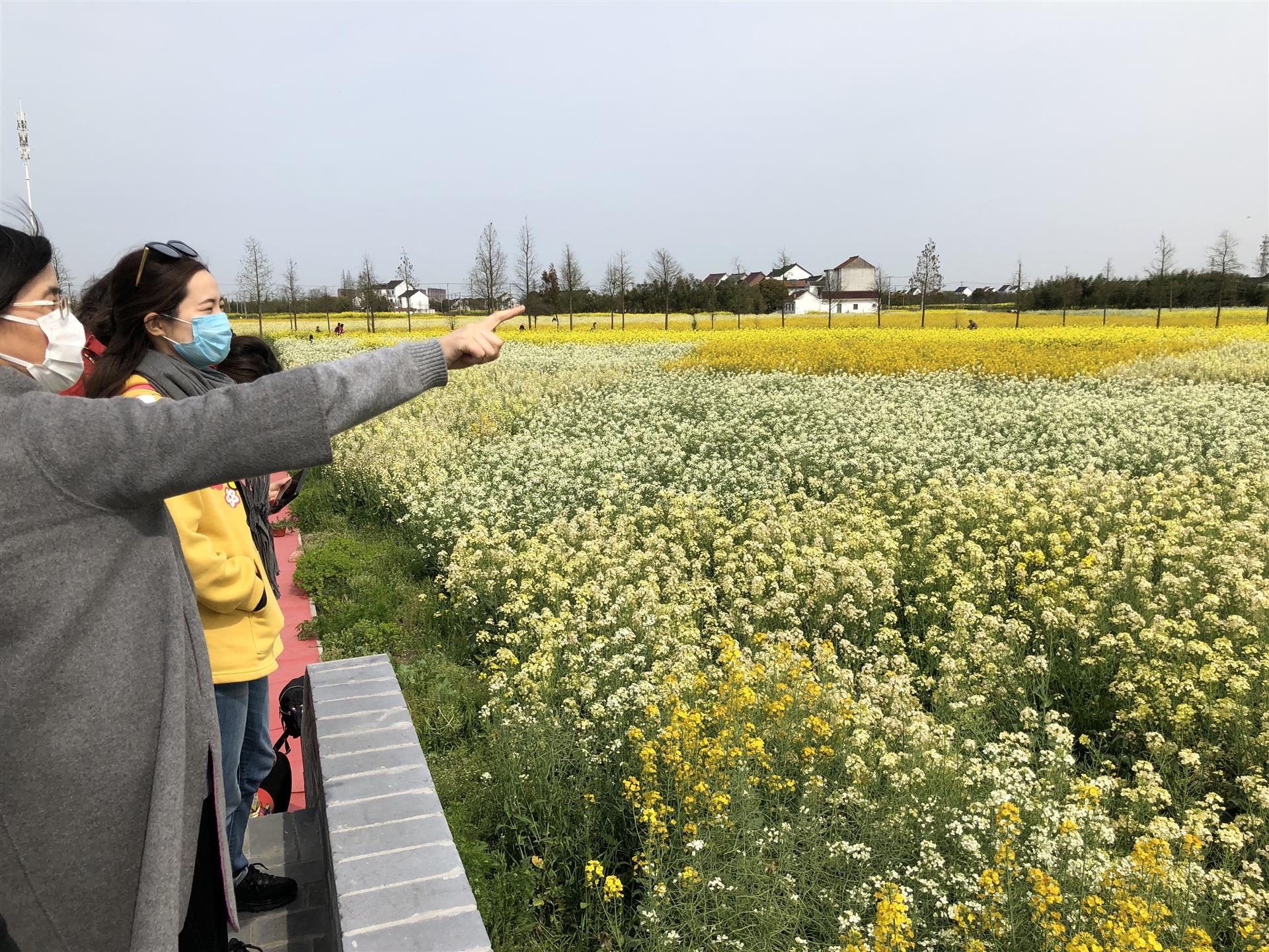 500亩五彩油菜花盛放明年市民可到沪郊这个村体验古法榨油