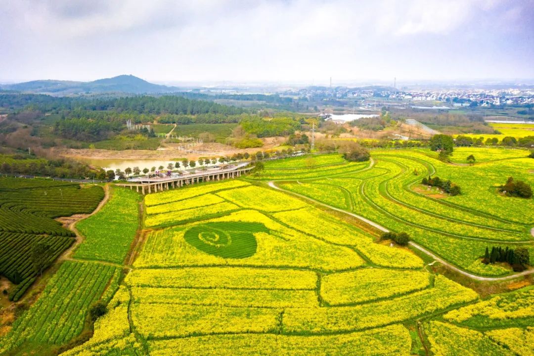 你們去雞鳴寺看櫻花吧我去高淳油菜花海了