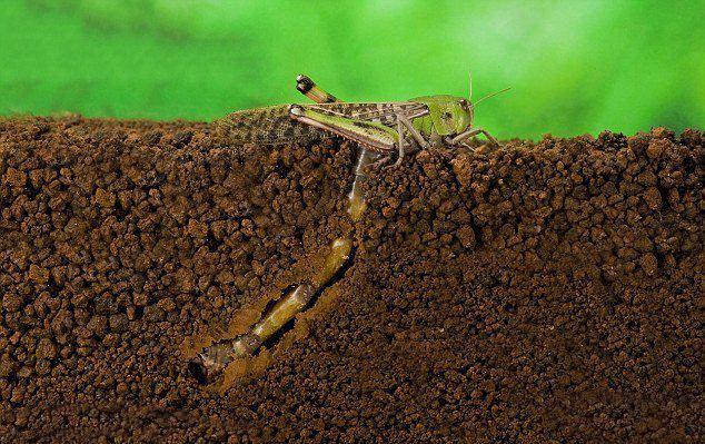 一只蝗虫每三个月可以繁殖100颗左右的卵,而且20天就可以孵化成成虫