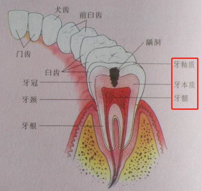 靠大笑飞升的高圆圆现在满口黄牙跌落凡间