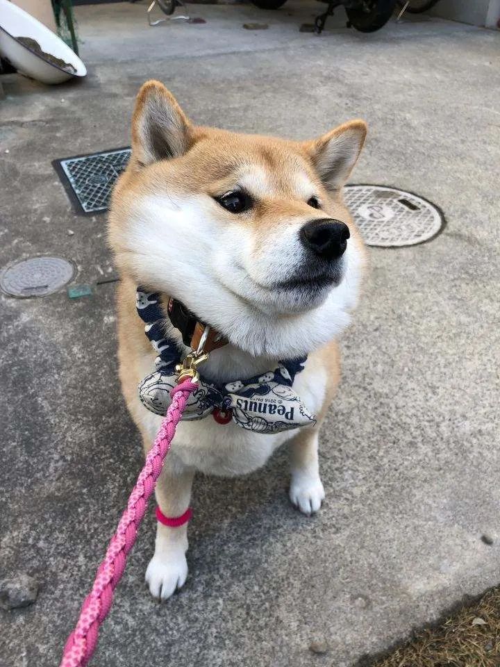 柴犬拒绝回家的模样 路人以为它被绑架了 凤凰网