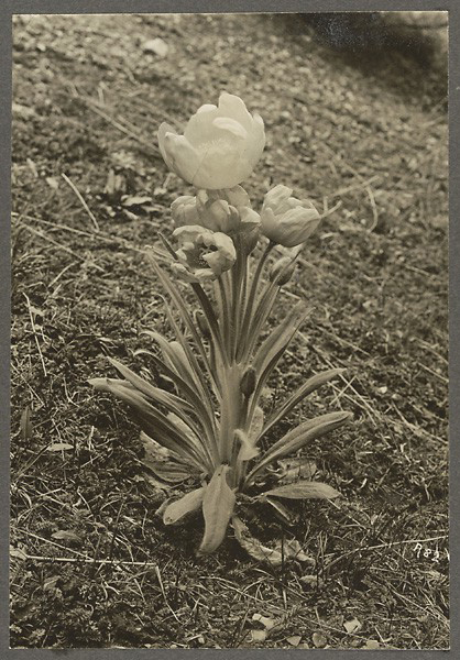 【洛克拍摄】麦冬Meconopsis integrifolia. China, Gansu (Kadja Ku Valley). (1925-06-11)