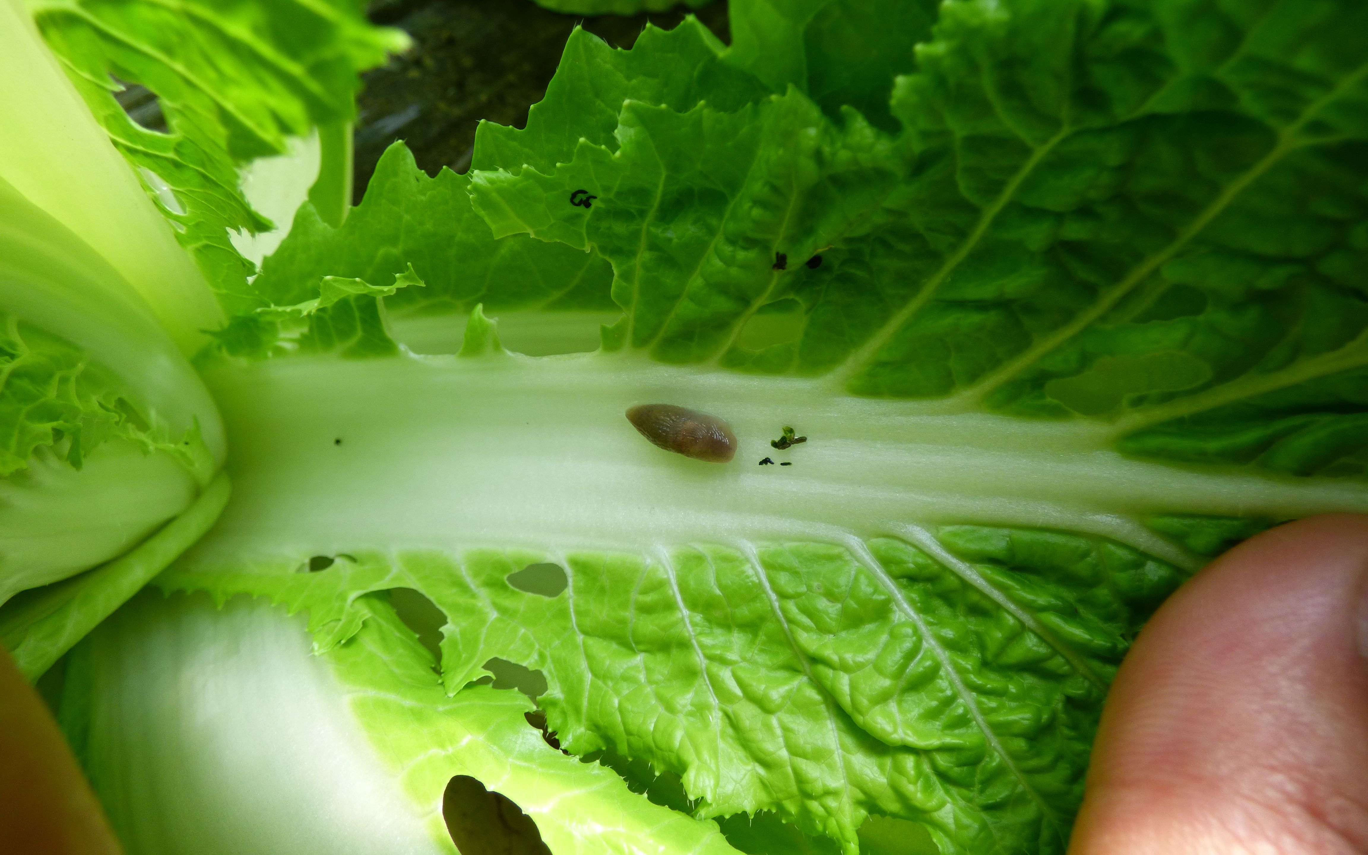 天气转暖鼻涕虫增多大水漫灌后容易出来祸害蔬菜