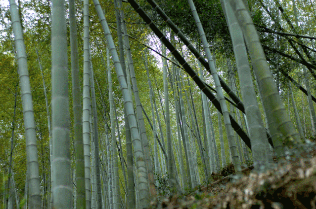 笋:食过春笋,方知春之味绵绵密密的春雨后,这些春物仿佛一夜之间就会