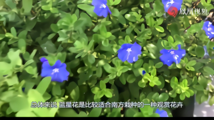 蓝星花盆栽枝条扦插繁殖日记，一个月长成幼苗，三个月长满大盆