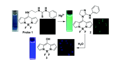 基于bodipy的双模式荧光探针在生物细胞内对汞离子的可视化检测__凤凰