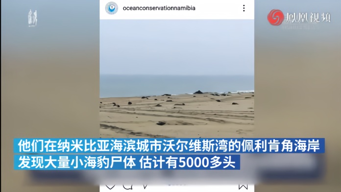 纳米比亚海岸出现5000多头小海豹尸体