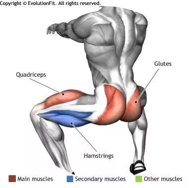 quadriceps femoris图片