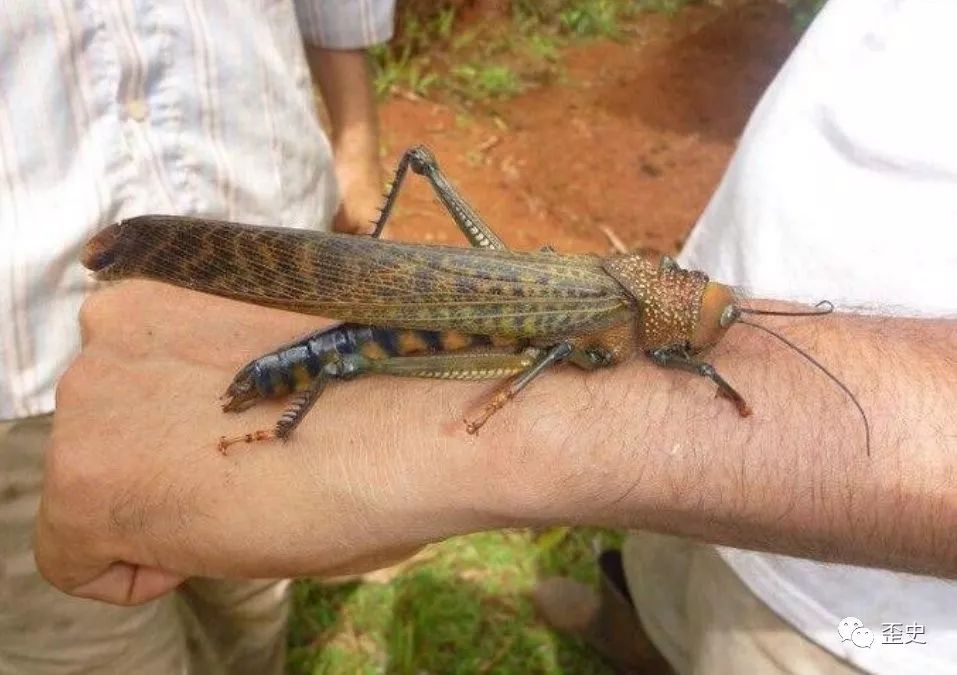 4000亿非洲沙漠蝗抵达印度巴基斯坦这两个方向不能不防