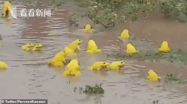 神奇！积水农田里出现大群亮黄色青蛙 罕见现场引众人围观
