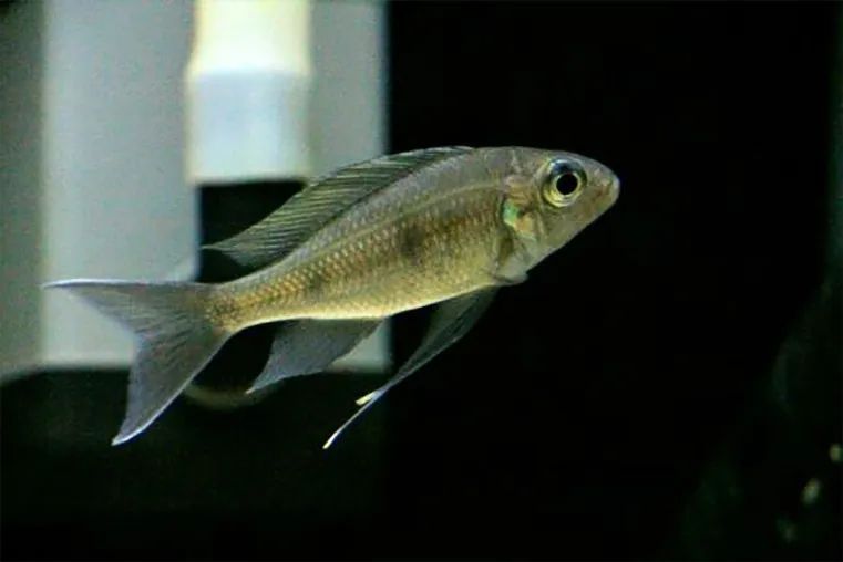 蓝帝提灯鱼喜欢抢地盘的坦湖慈鲷水族圈里少见