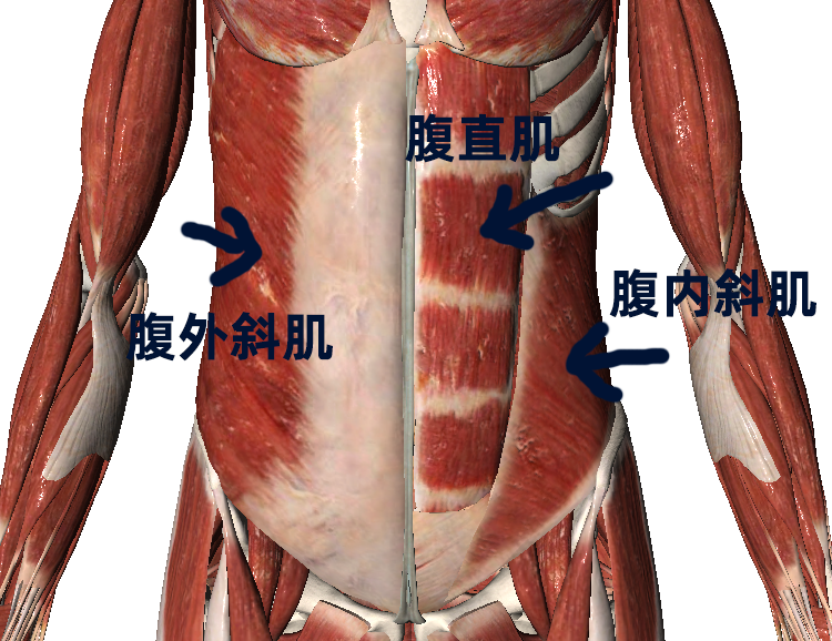 腹内斜肌在腹外斜肌的里面, 两块肌肉是连在一起的,统称为腹斜肌
