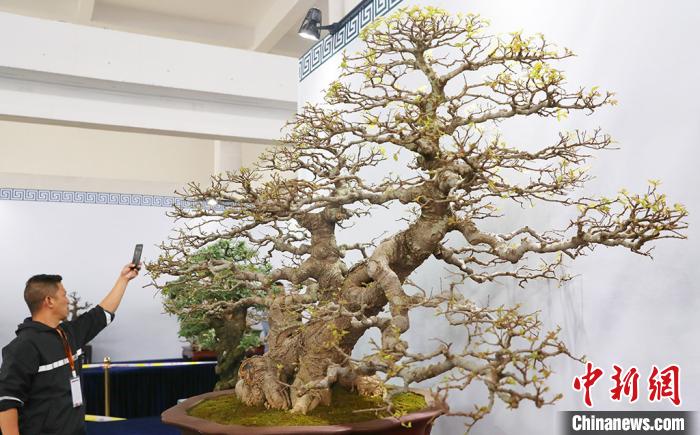 花木盆景已成为如皋市的特色产业、富民产业、绿色产业和生态产业。 许丛军 摄