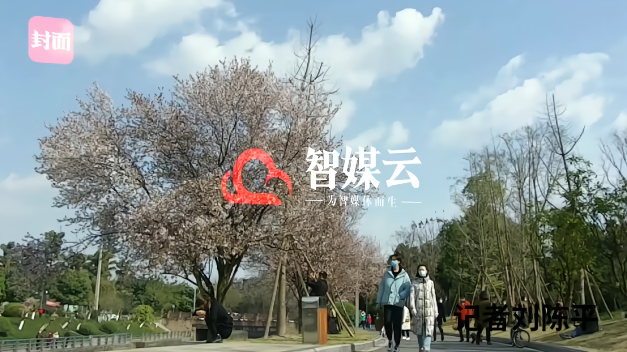 30秒｜阳光下 成都滨河公园春天最好看的红叶李开得正艳