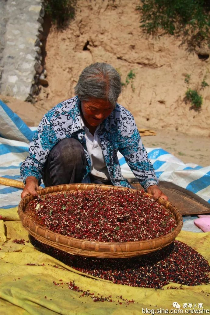 三伏天气,三岔镇花椒红了,家家户户晒花椒