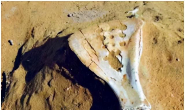 石峁发现的,用来占卜的牛肩胛骨,扔在沙坑里。