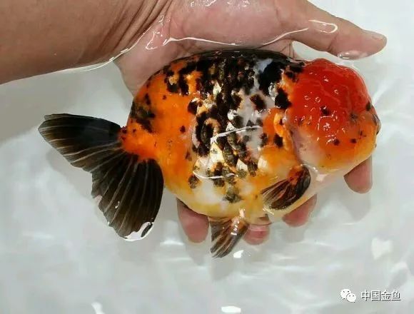 禽兽野兽怪兽猛兽无腿吸金兽
