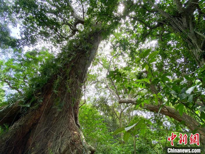 海南儋州调南村村民爱护生态古树奇树成景点