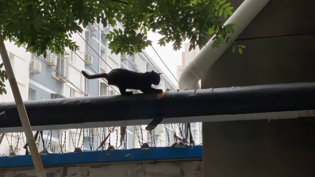 路上碰到一只黑猫，正在挠水管外皮